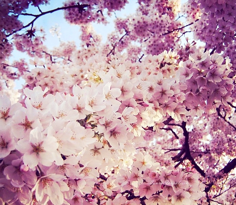 Spring__by_loLO_o